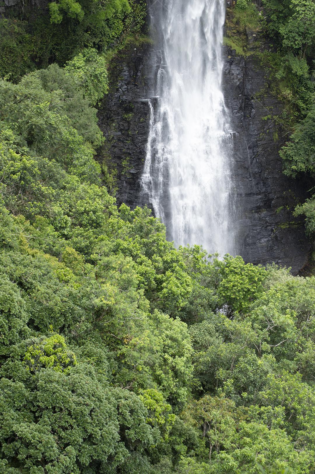 Detalhe da cachoeira entre as árvores em uma floresta tropical no Brasil.