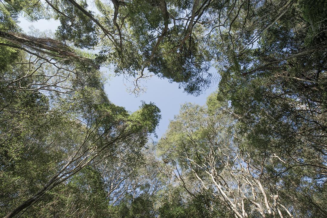 Detalhes de árvores mostrando galhos altos na frente de um céu azul.