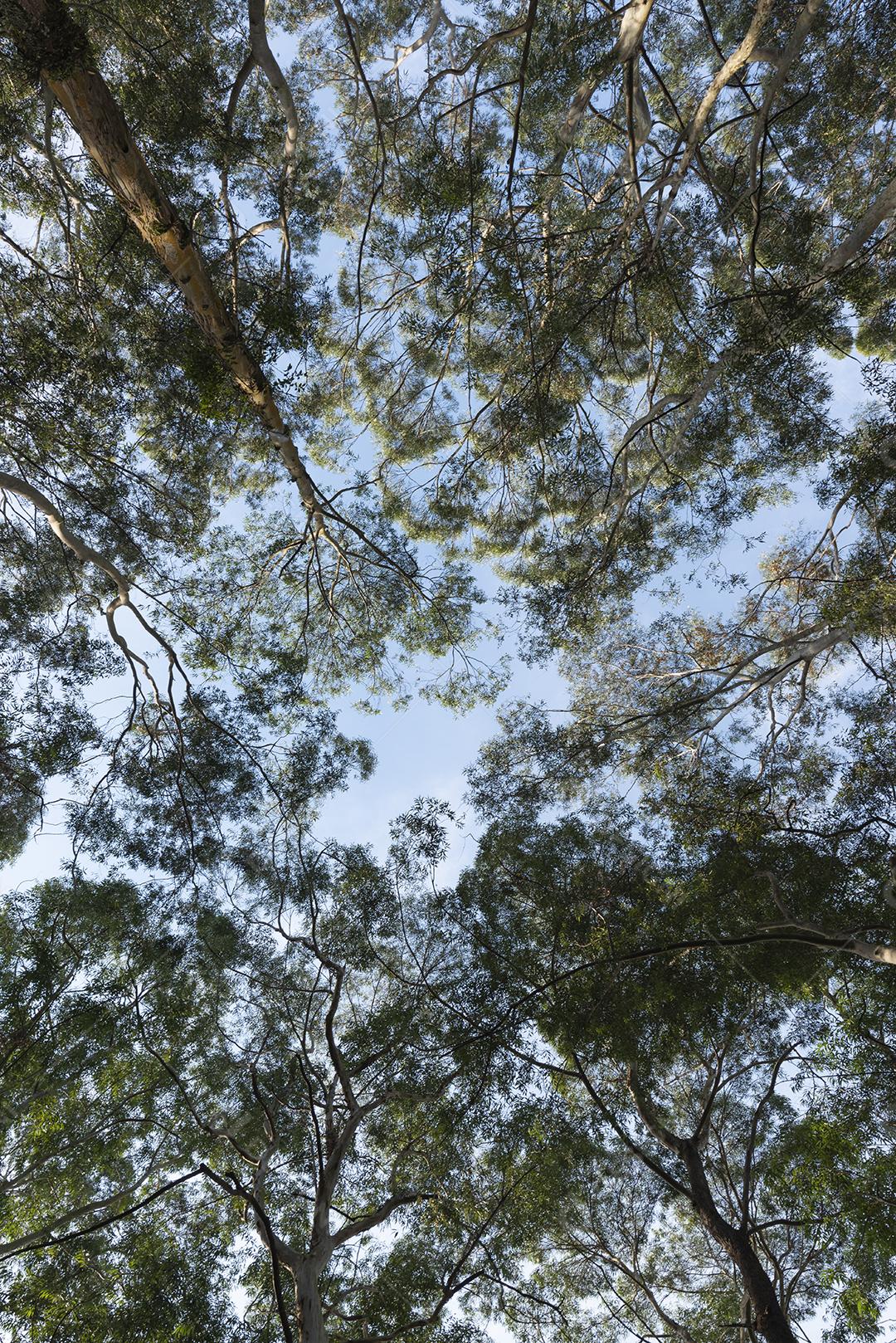 Detalhes de árvores mostrando galhos altos na frente de um céu azul.