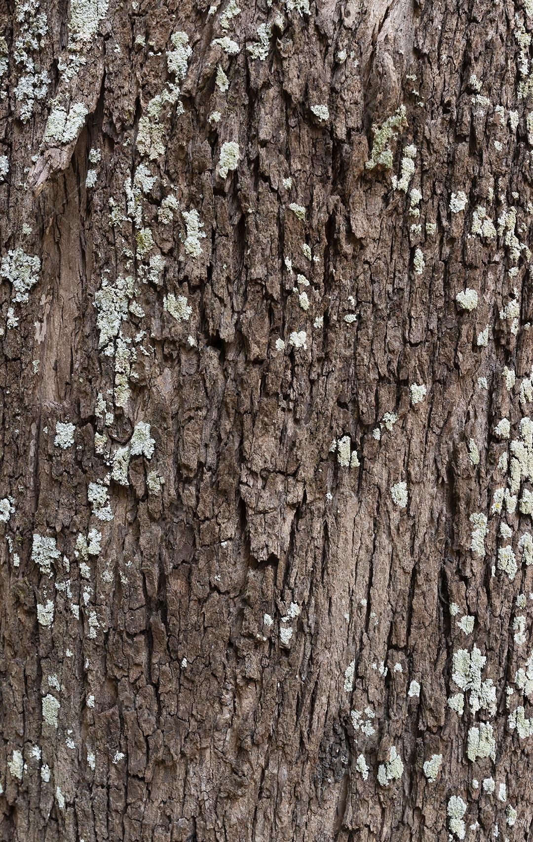 Textura de casca de árvore close-up. Cenário de madeira.