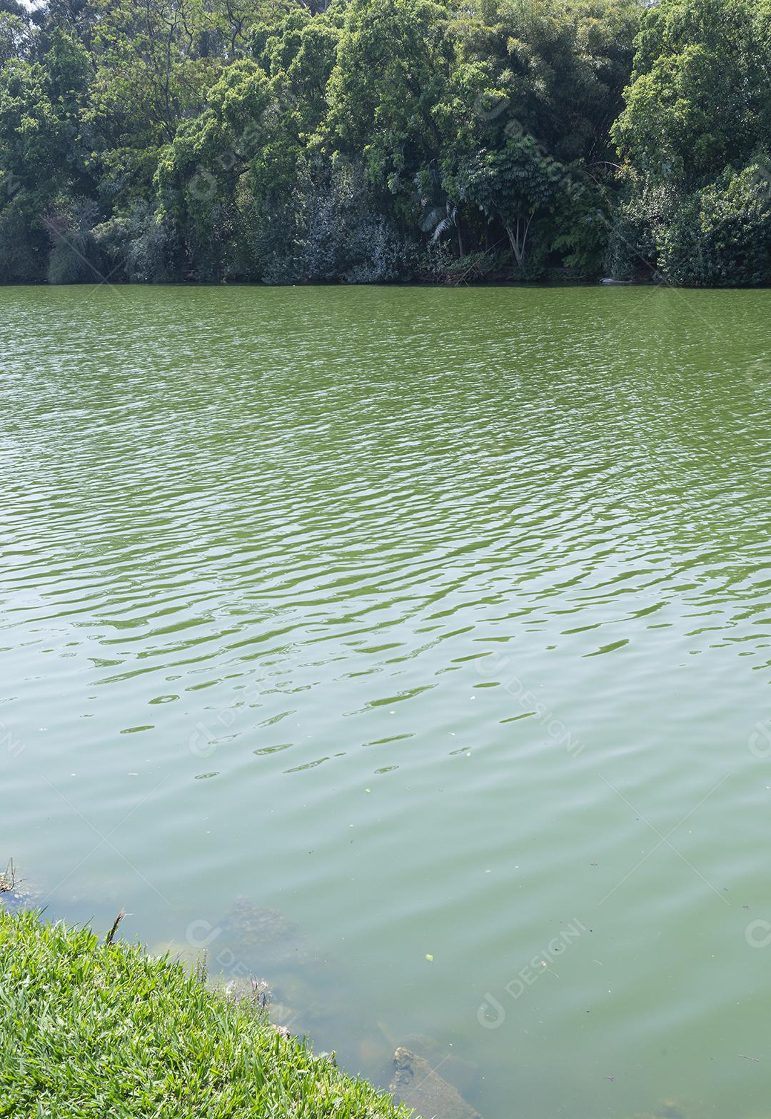 Lago e árvores em um parque no Brasil.
