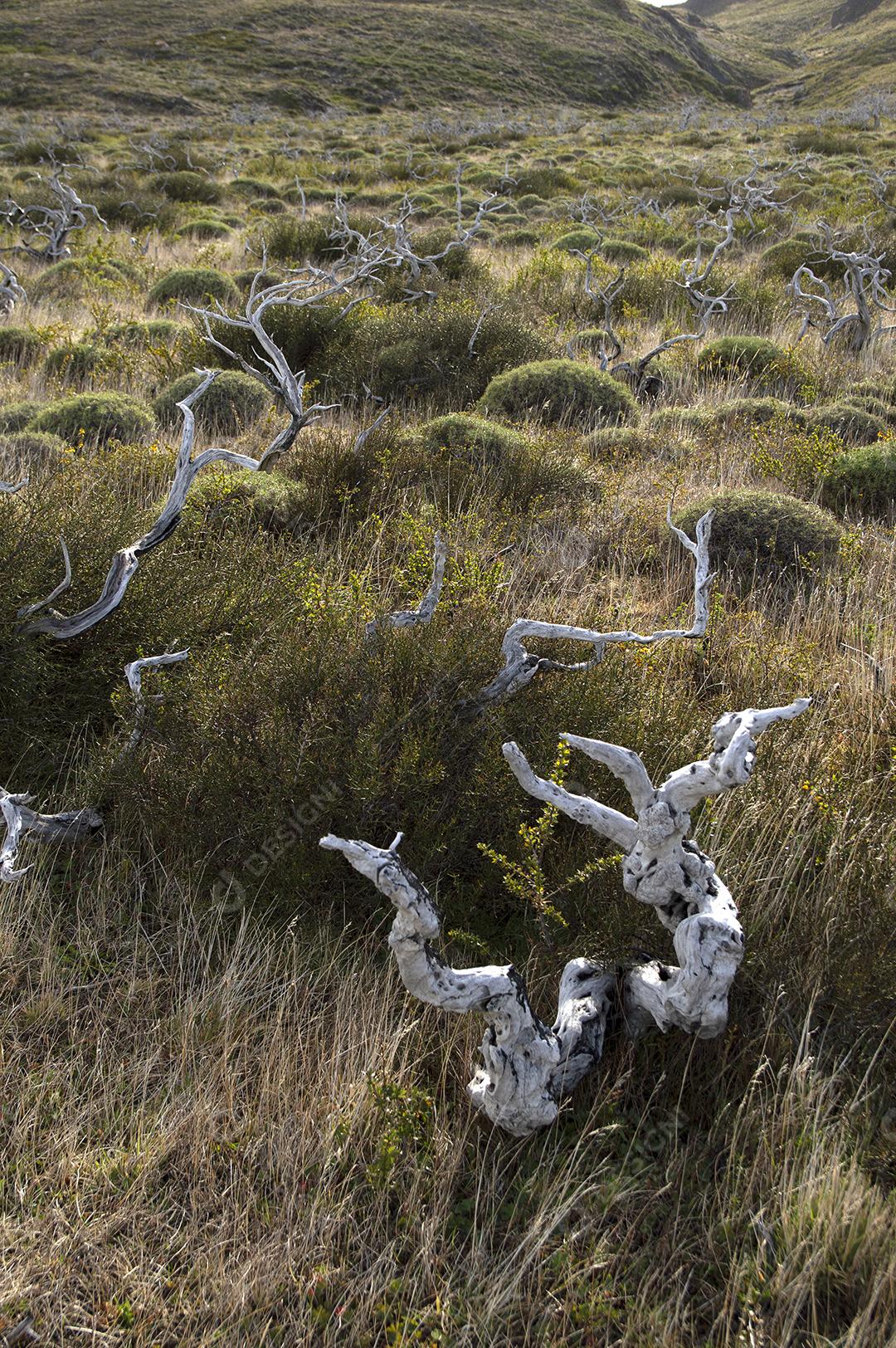 Troncos de árvores secas e mortas no Parque Nacional Torres del Paine, Chile.