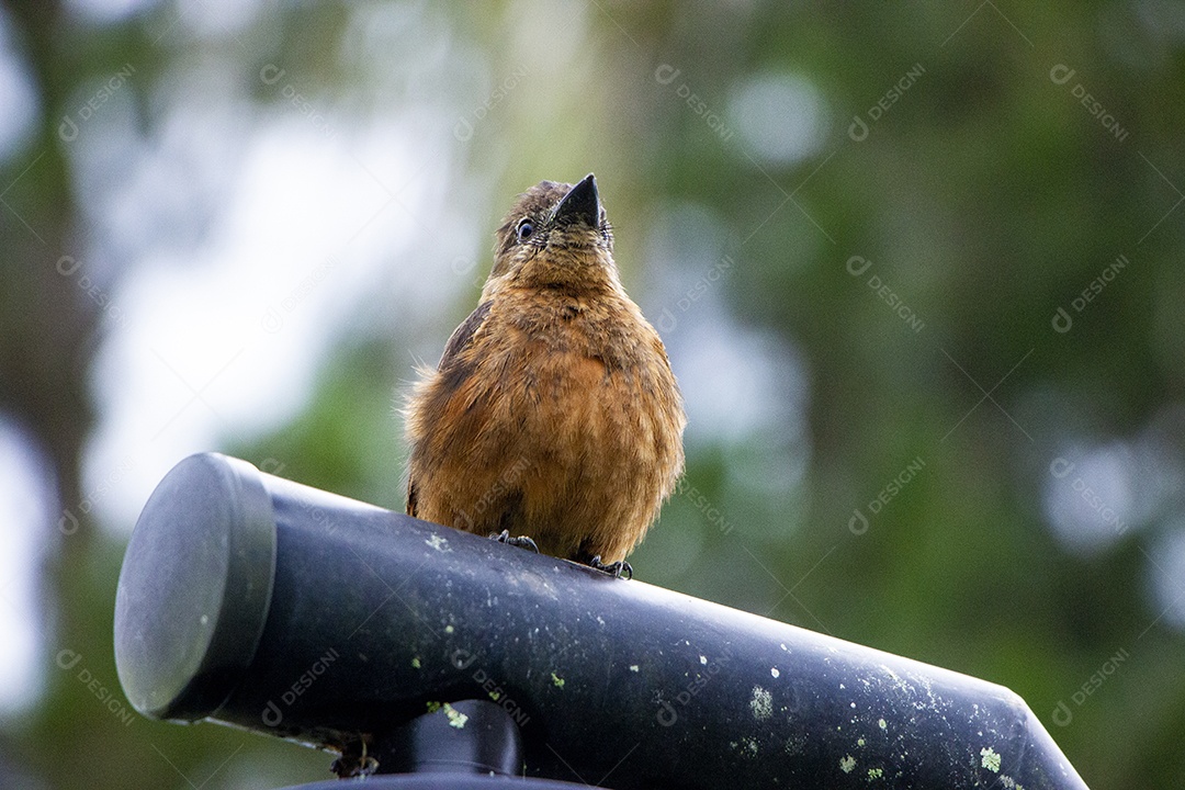 Pássaro aves sobre floresta
