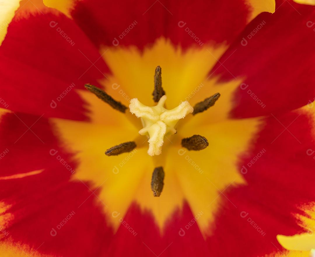 Foco estreito de flor de tulipa vermelha e amarela.