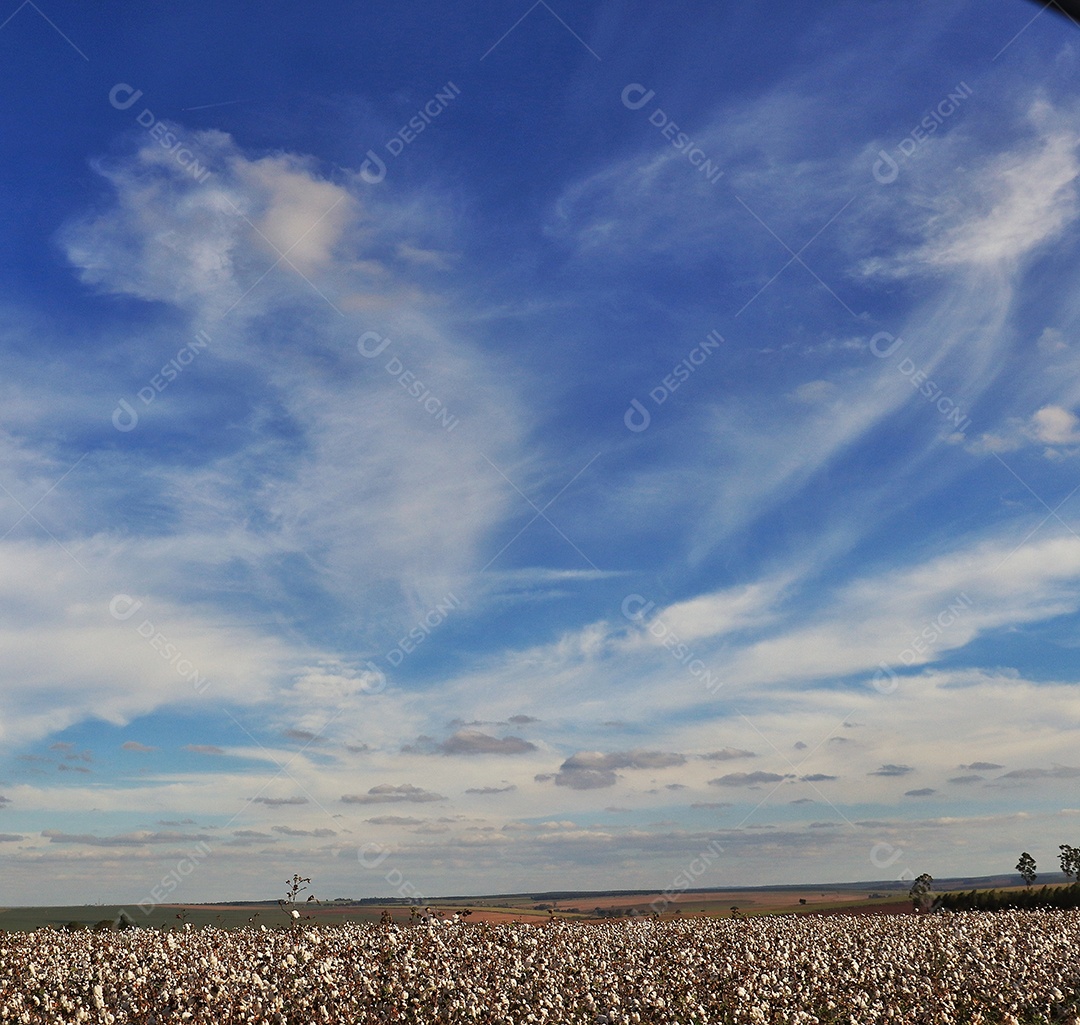 Plantação de algodão em um lindo dia ensolarado de céu azul..