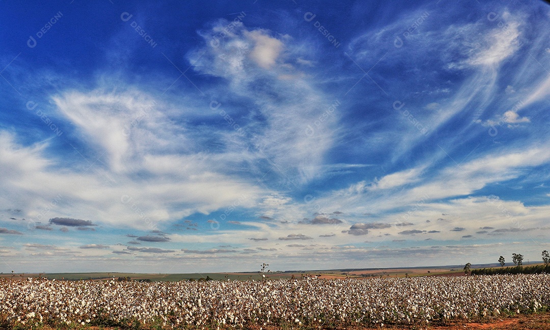 Plantação de algodão em um lindo dia ensolarado de céu azul..