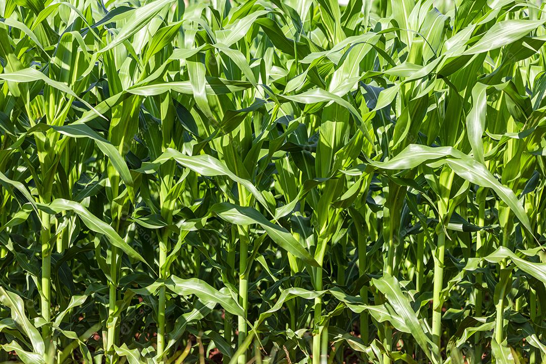 Linda plantação de milho, folhagem verde,
