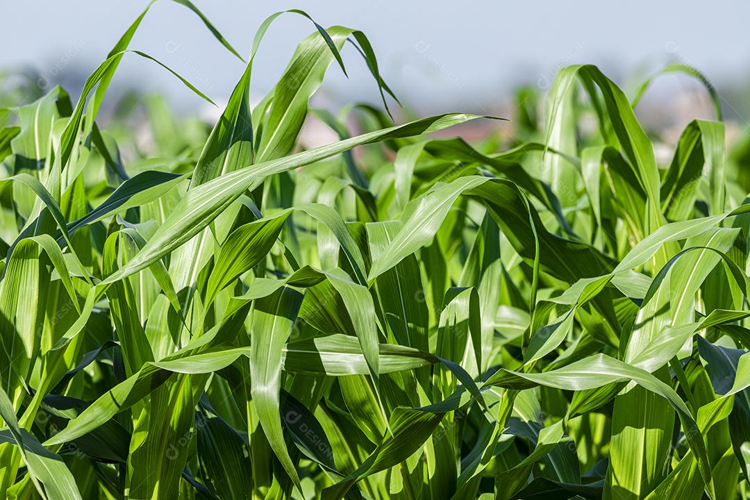 Linda plantação de milho, folhagem verde,