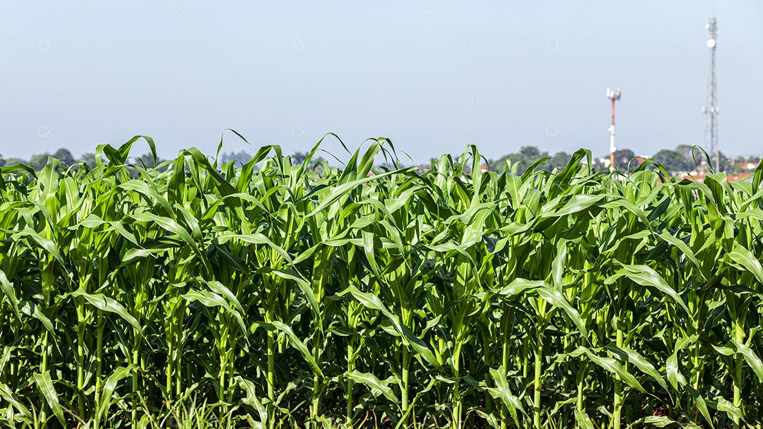 Linda plantação de milho, folhagem verde,