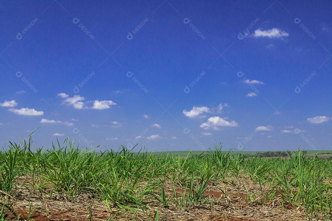 Adubo líquido (vinhoto, vinhaça, garapão ou tiborna) sendo lançado no canavial. Garapa. ,