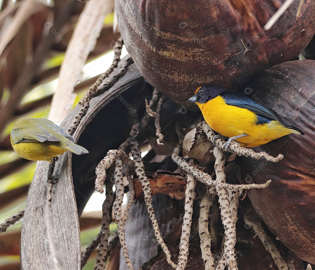 Lindo pássaro sobre floresta fundo desfocado.