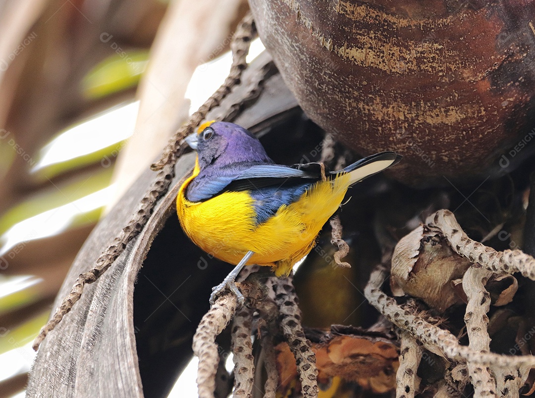 Lindo pássaro sobre floresta fundo desfocado.