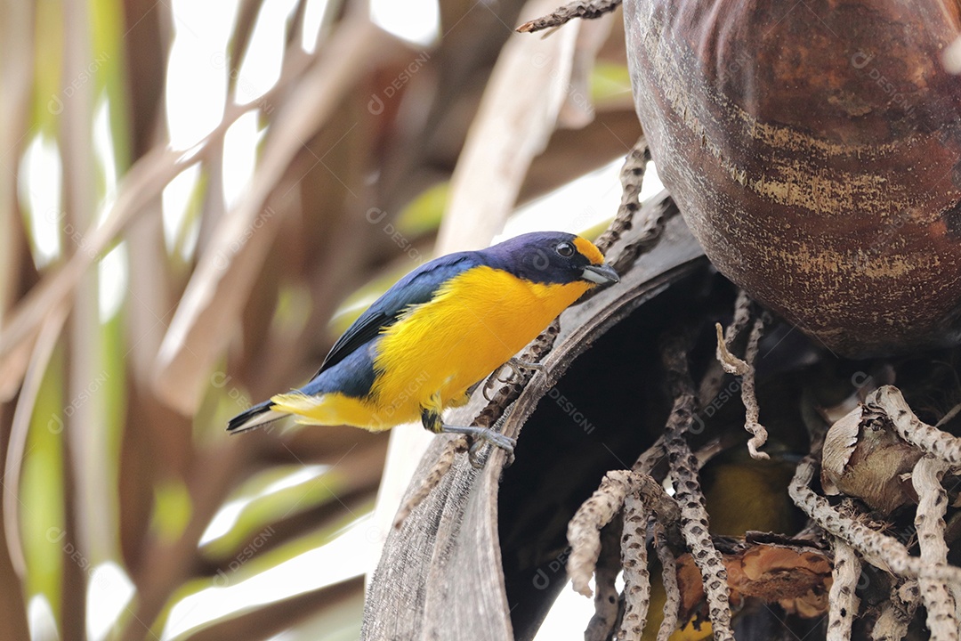 Lindo pássaro sobre floresta fundo desfocado.