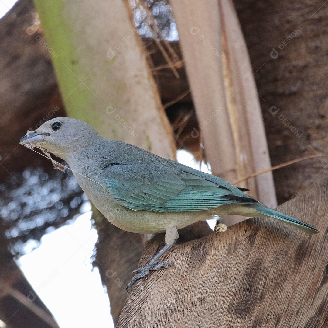 Lindo pássaro sobre floresta fundo desfocado.