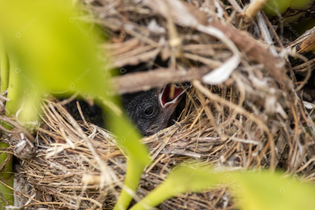 Lindos filhotes do pássaro fim fim dentro do ninho esperando a mãe trazer comida