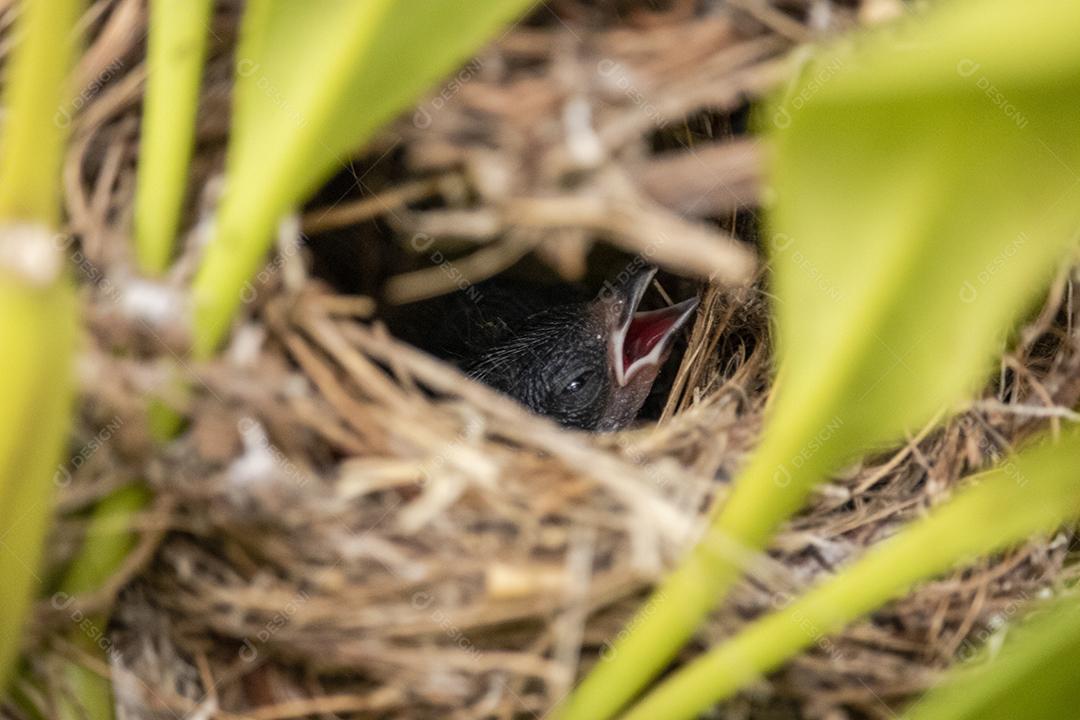 Lindos filhotes do pássaro fim fim dentro do ninho esperando a mãe trazer comida