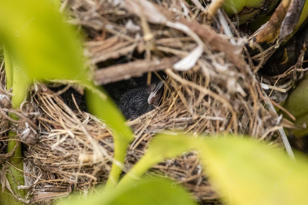 Lindos filhotes do pássaro fim fim dentro do ninho esperando a mãe trazer comida