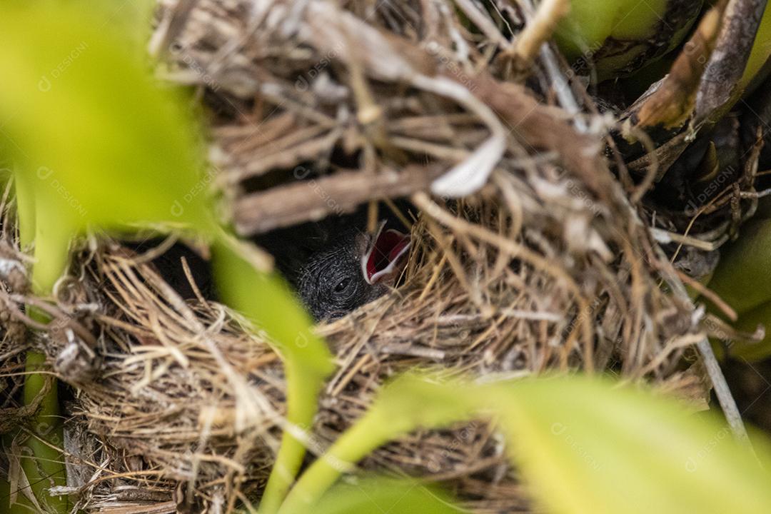 Lindos filhotes do pássaro fim fim dentro do ninho esperando a mãe trazer comida