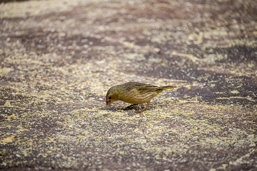 Linda fêmea de um canário na terra, alimentando-se de grãos de milho.