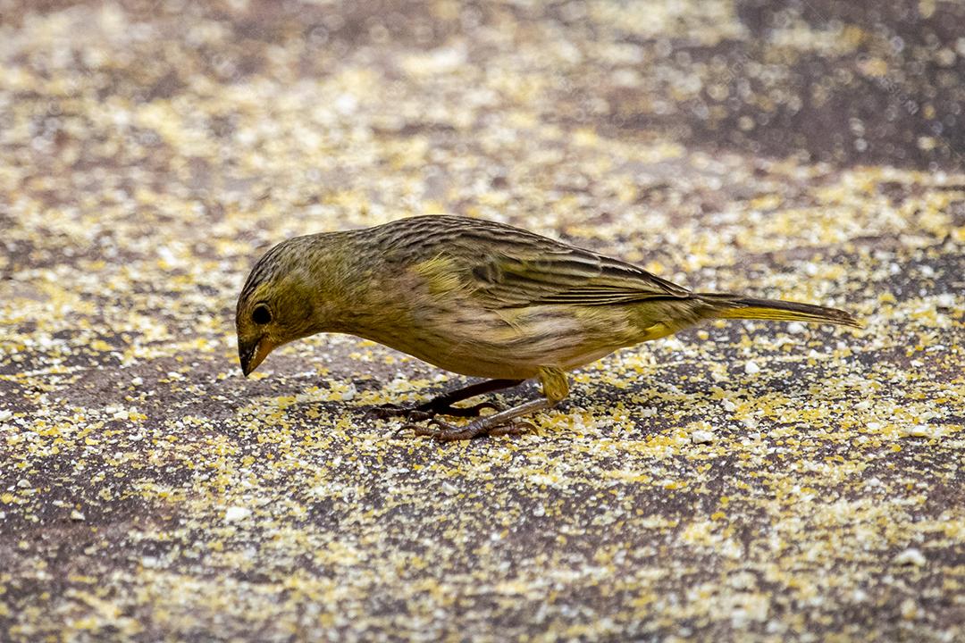 Linda fêmea de um canário na terra, alimentando-se de grãos de milho.