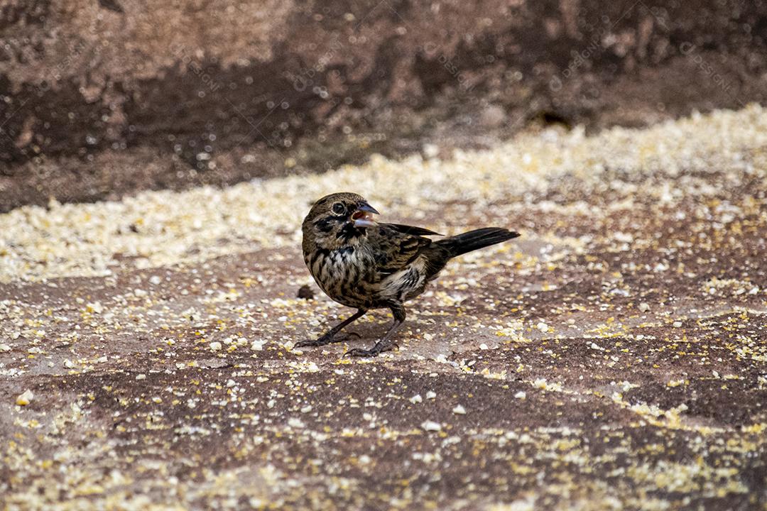 O Tiziu (Volatinia jacarina) é uma ave neotropical da família Thraupidae que ocorre desde o sul do México
