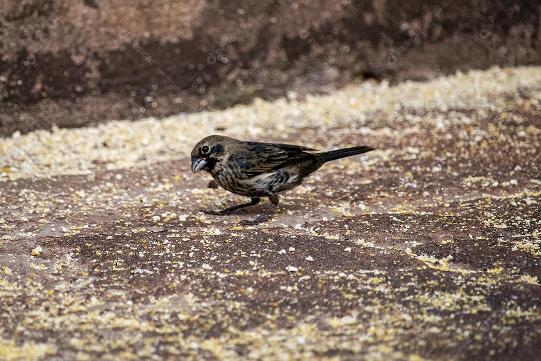 O Tiziu (Volatinia jacarina) é uma ave neotropical da família Thraupidae que ocorre desde o sul do México
