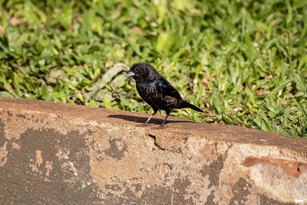 O Tiziu (Volatinia jacarina) é uma ave neotropical da família Thraupidae que ocorre desde o sul do México