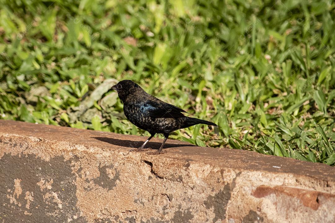 O Tiziu (Volatinia jacarina) é uma ave neotropical da família Thraupidae que ocorre desde o sul do México