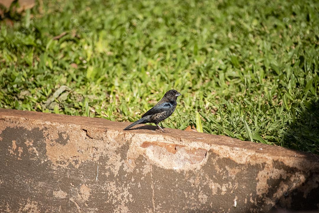 O Tiziu (Volatinia jacarina) é uma ave neotropical da família Thraupidae que ocorre desde o sul do México