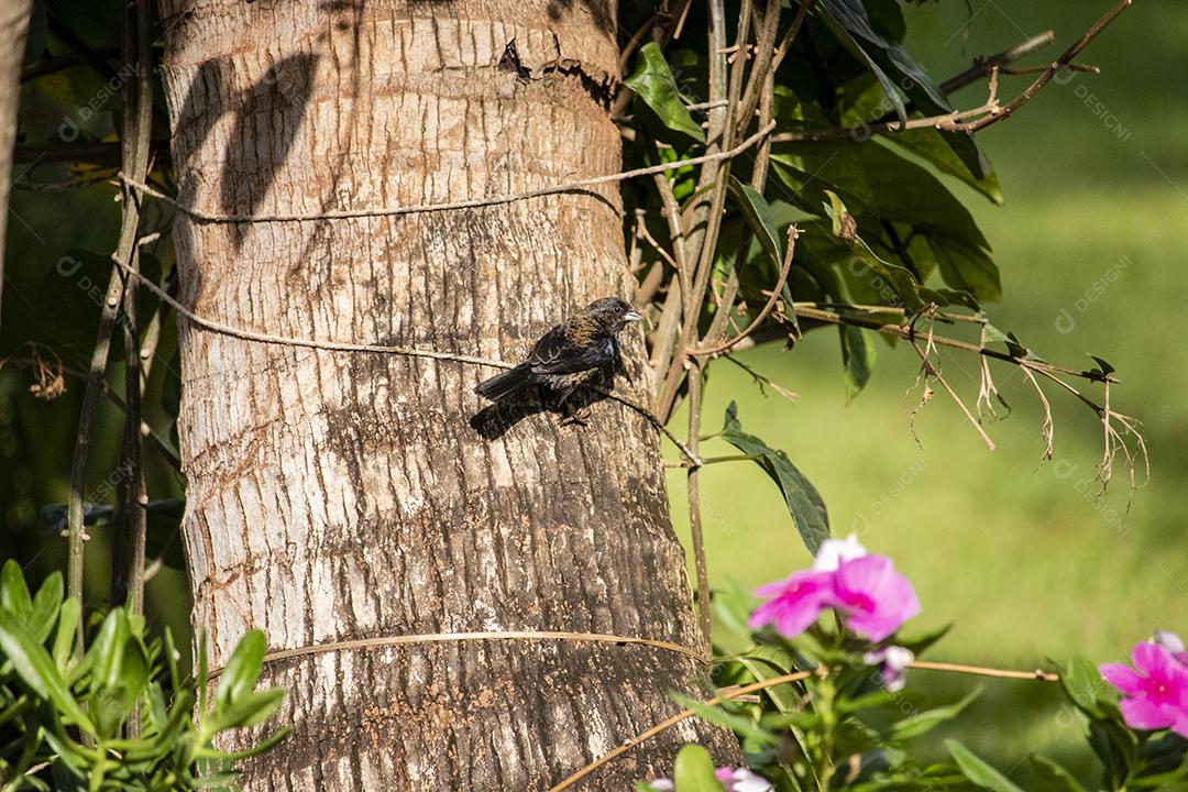 O Tiziu (Volatinia jacarina) é uma ave neotropical da família Thraupidae que ocorre desde o sul do México