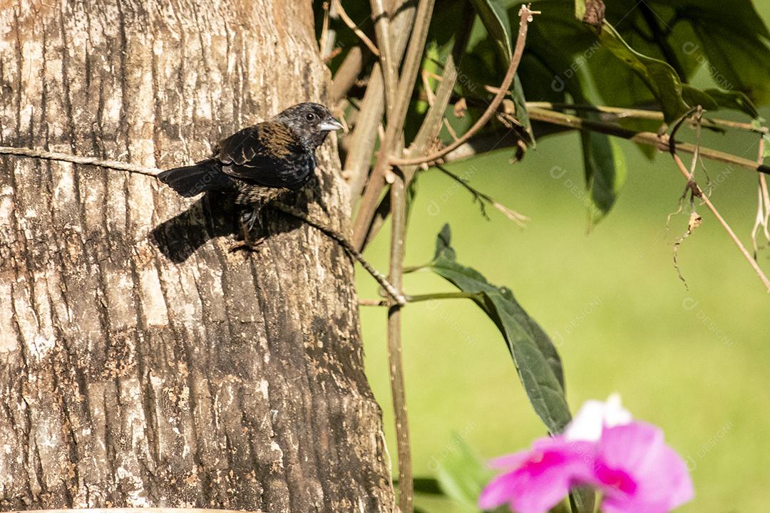 O Tiziu (Volatinia jacarina) é uma ave neotropical da família Thraupidae que ocorre desde o sul do México