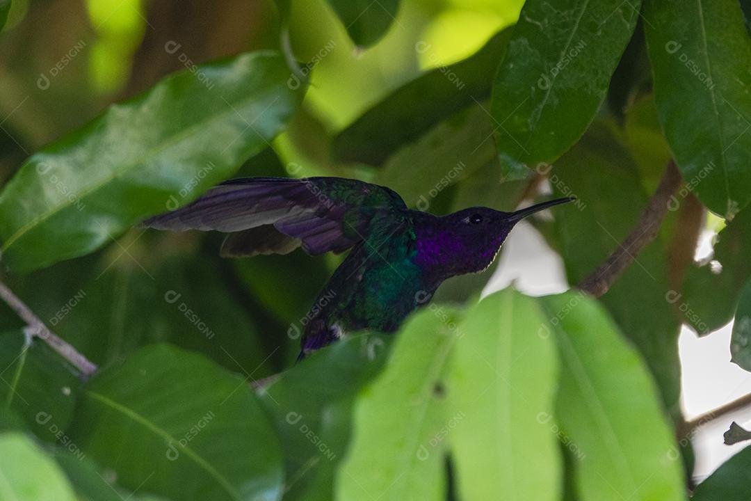 Beija-flor descansando em galho de jabuticaba enquanto toma sol, pássaro fantástico e perfeito