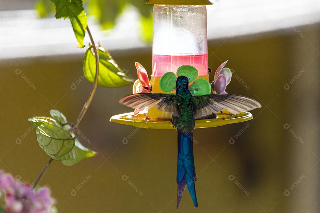 Beija-flor descansando em galho de jabuticaba enquanto toma sol, pássaro fantástico e perfeito