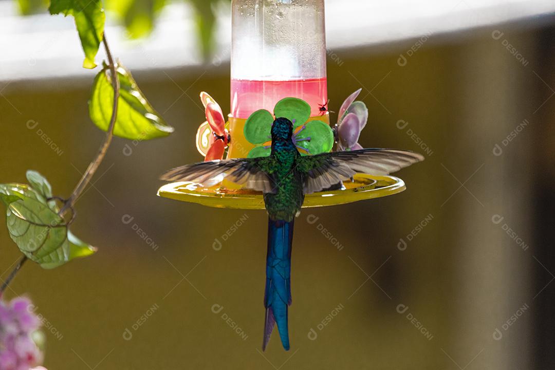 Beija-flor descansando em galho de jabuticaba enquanto toma sol, pássaro fantástico e perfeito