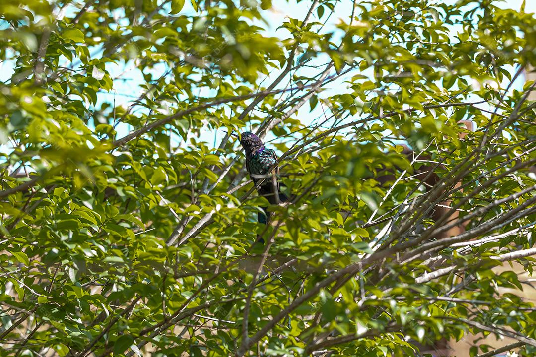 Beija-flor descansando em galho de jabuticaba enquanto toma sol, pássaro fantástico e perfeito