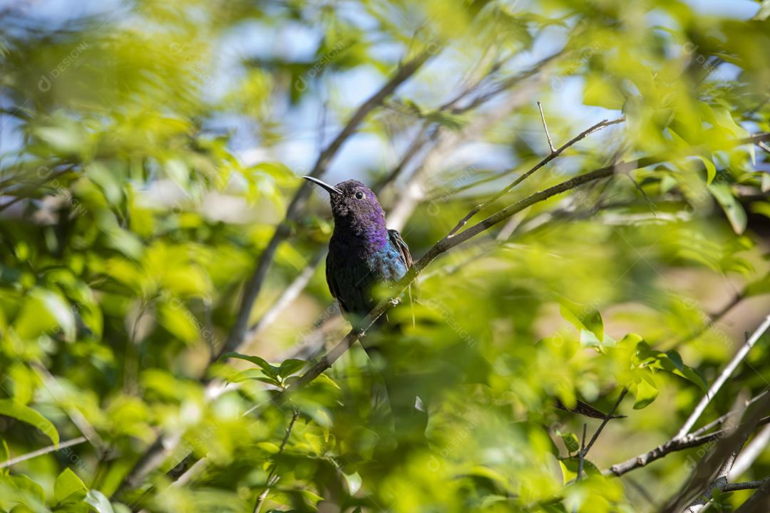 Beija-flor descansando em galho de jabuticaba enquanto toma sol, pássaro fantástico e perfeito