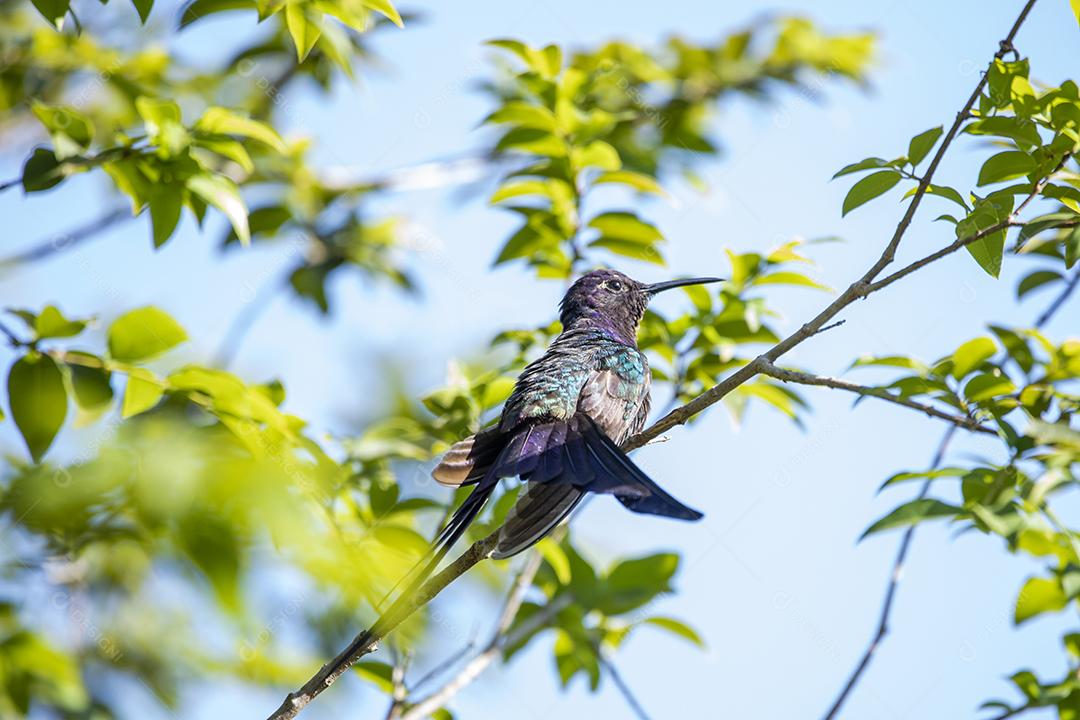Beija-flor descansando em galho de jabuticaba enquanto toma sol, pássaro fantástico e perfeito