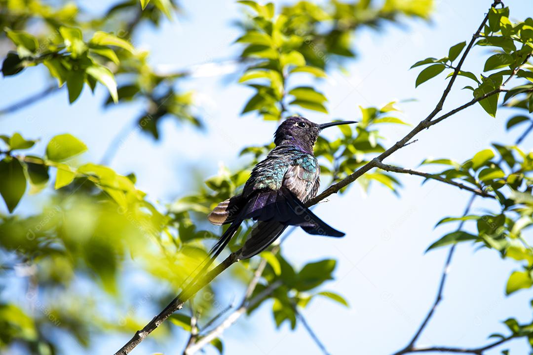 Beija-flor descansando em galho de jabuticaba enquanto toma sol, pássaro fantástico e perfeito