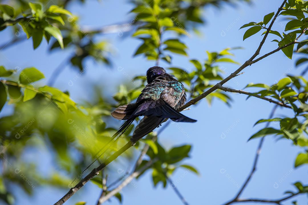 Beija-flor descansando em galho de jabuticaba enquanto toma sol, pássaro fantástico e perfeito