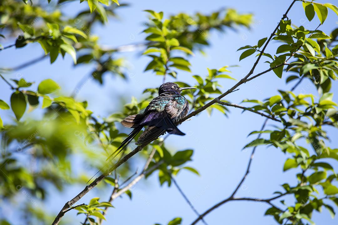 Beija-flor descansando em galho de jabuticaba enquanto toma sol, pássaro fantástico e perfeito
