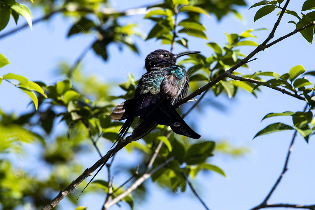 Beija-flor descansando em galho de jabuticaba enquanto toma sol, pássaro fantástico e perfeito