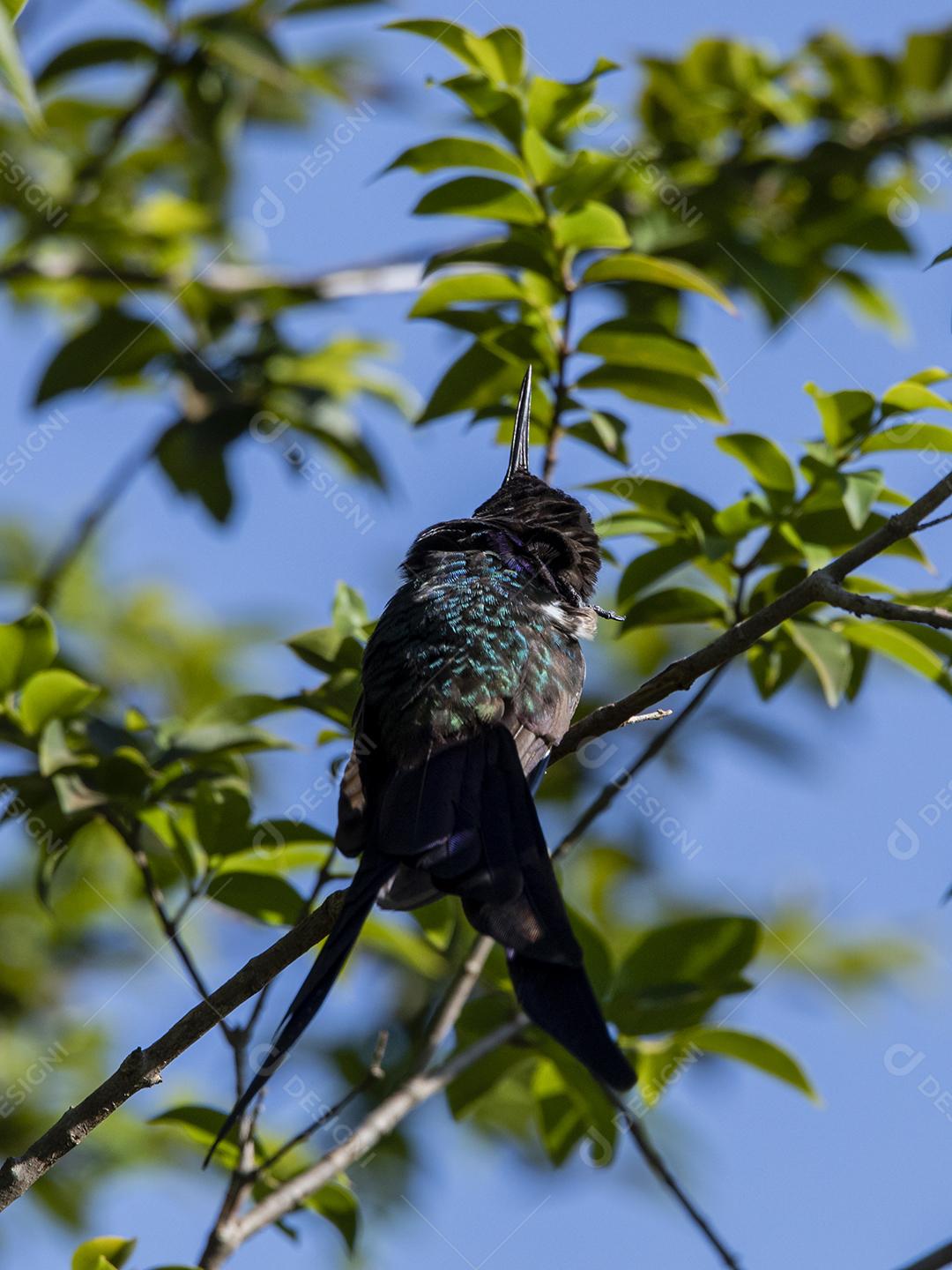 Hummingbird resting on a jabuticaba branch while sunbathing, fantastic and perfect bird