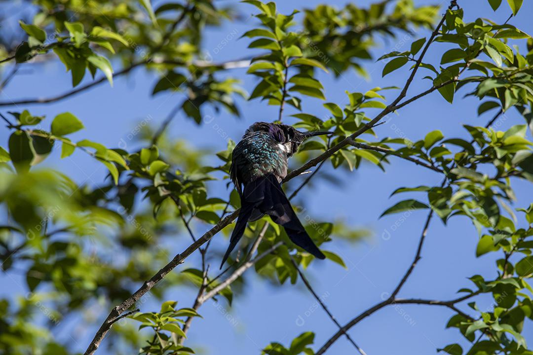 Beija-flor descansando em galho de jabuticaba enquanto toma sol, pássaro fantástico e perfeito