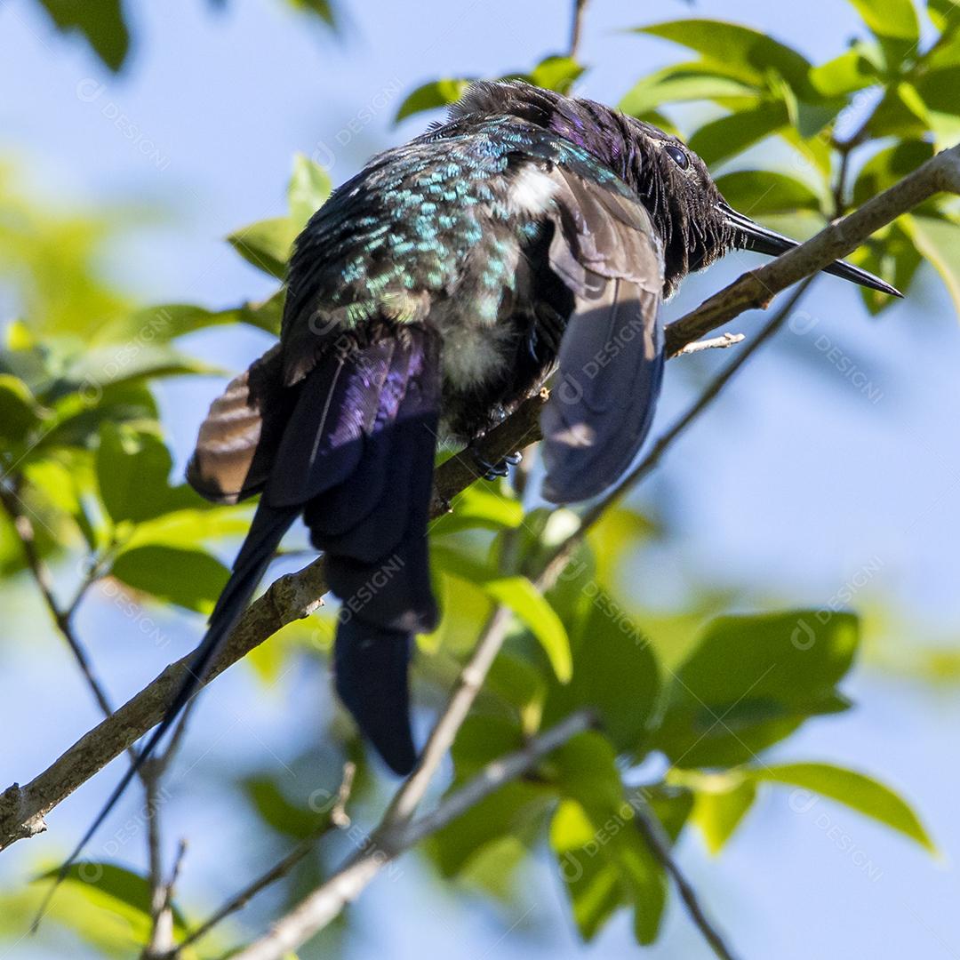 Beija-flor descansando em galho de jabuticaba enquanto toma sol, pássaro fantástico e perfeito
