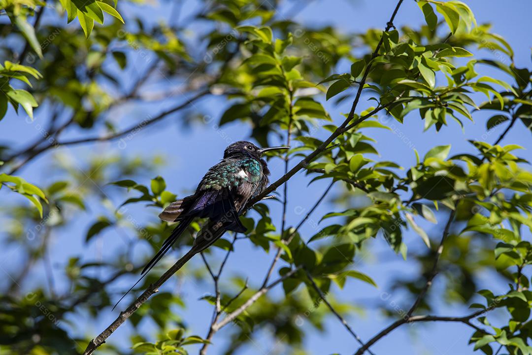 Beija-flor descansando em galho de jabuticaba enquanto toma sol, pássaro fantástico e perfeito