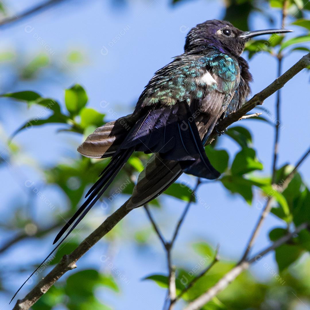 Beija-flor descansando em galho de jabuticaba enquanto toma sol, pássaro fantástico e perfeito