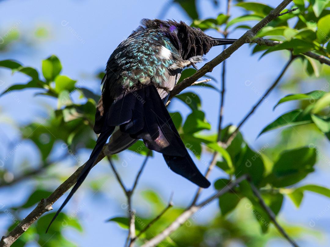 Beija-flor descansando em galho de jabuticaba enquanto toma sol, pássaro fantástico e perfeito