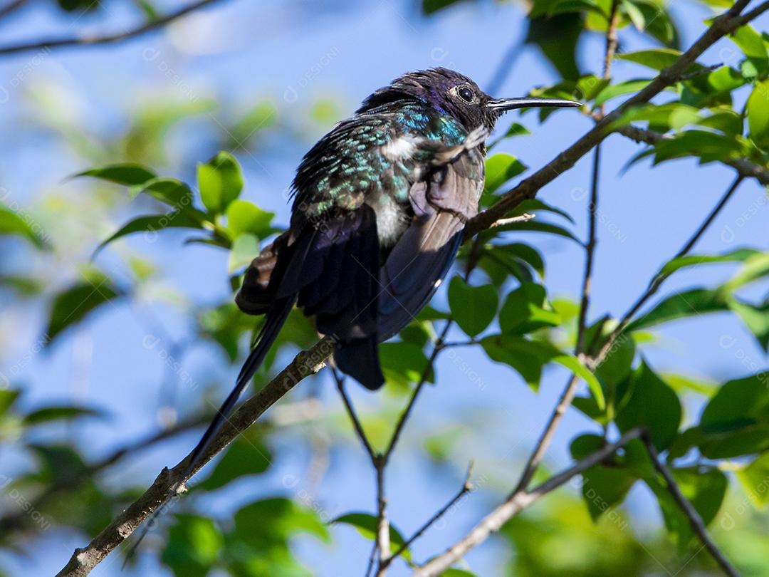 Beija-flor descansando em galho de jabuticaba enquanto toma sol, pássaro fantástico e perfeito