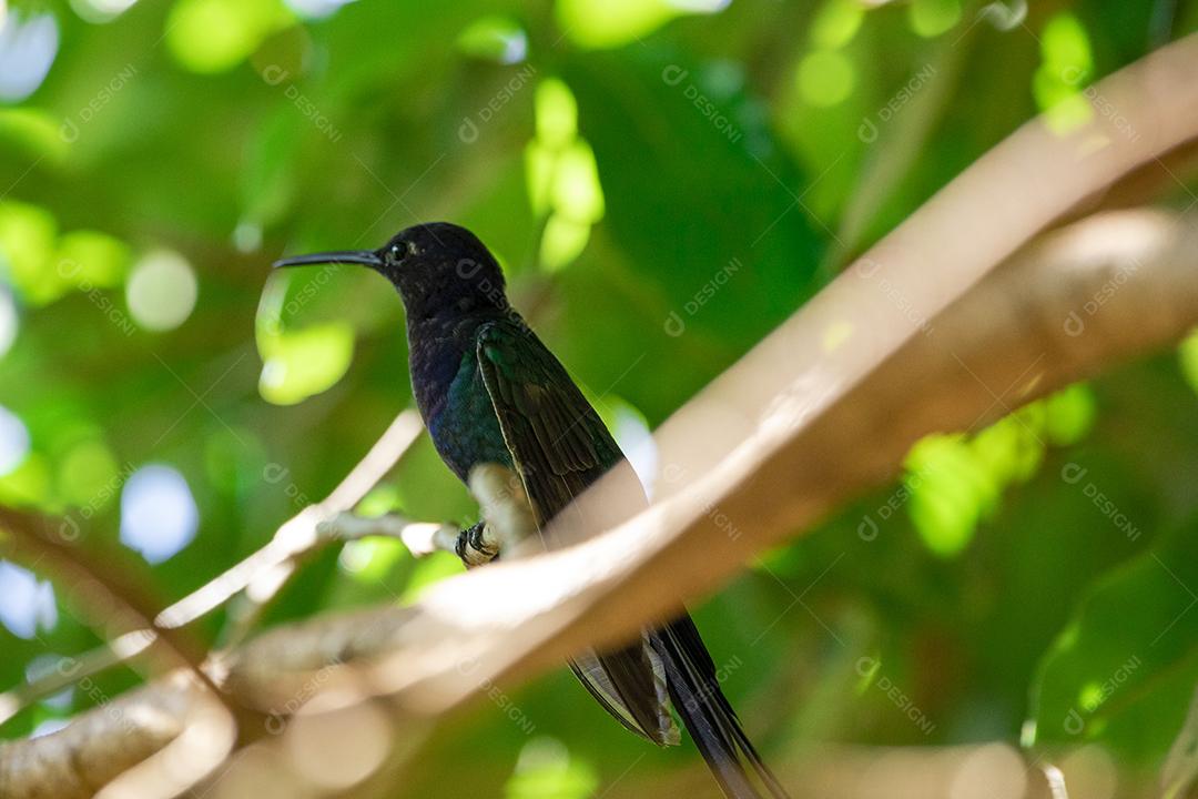 Beija-flor descansando em galho de jabuticaba enquanto toma sol, pássaro fantástico e perfeito