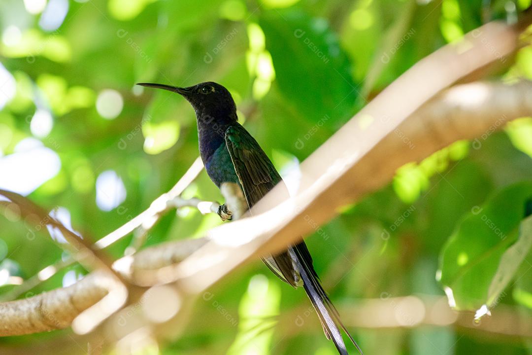 Beija-flor descansando em galho de jabuticaba enquanto toma sol, pássaro fantástico e perfeito